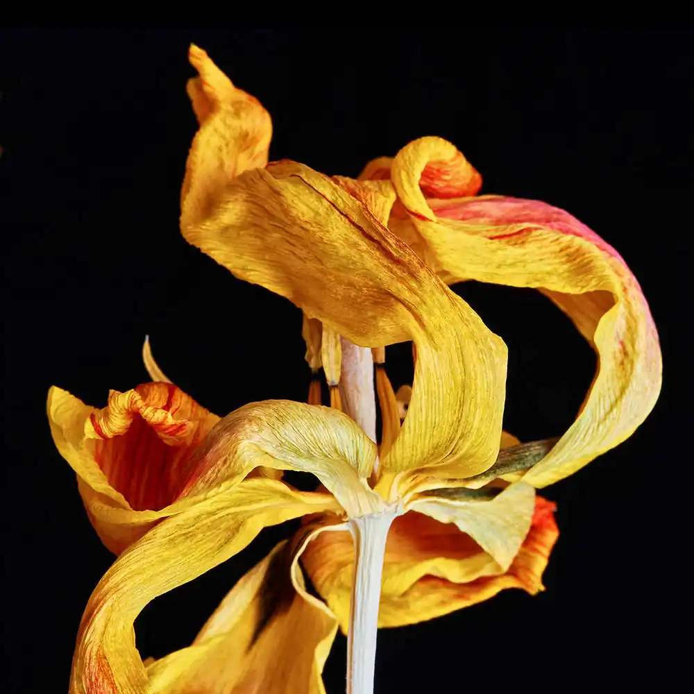 Past beauty flowers by Heiko Römisch