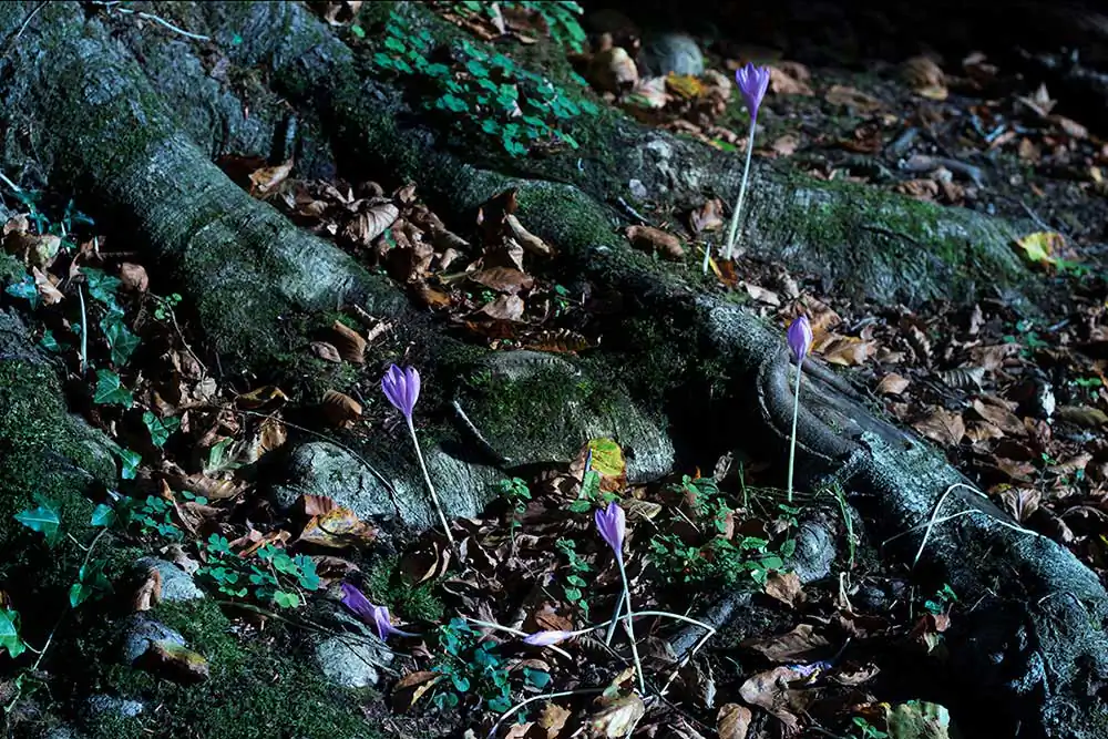 Chrysalis | Carlotta Gambato