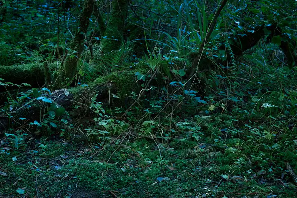 Chrysalis | Carlotta Gambato