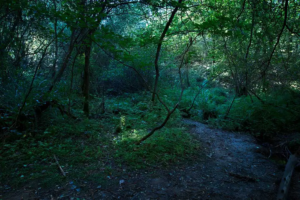 Chrysalis | Carlotta Gambato