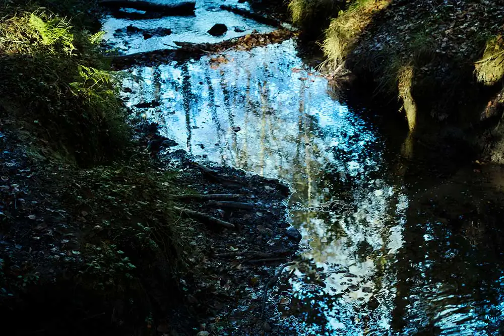 Chrysalis | Carlotta Gambato