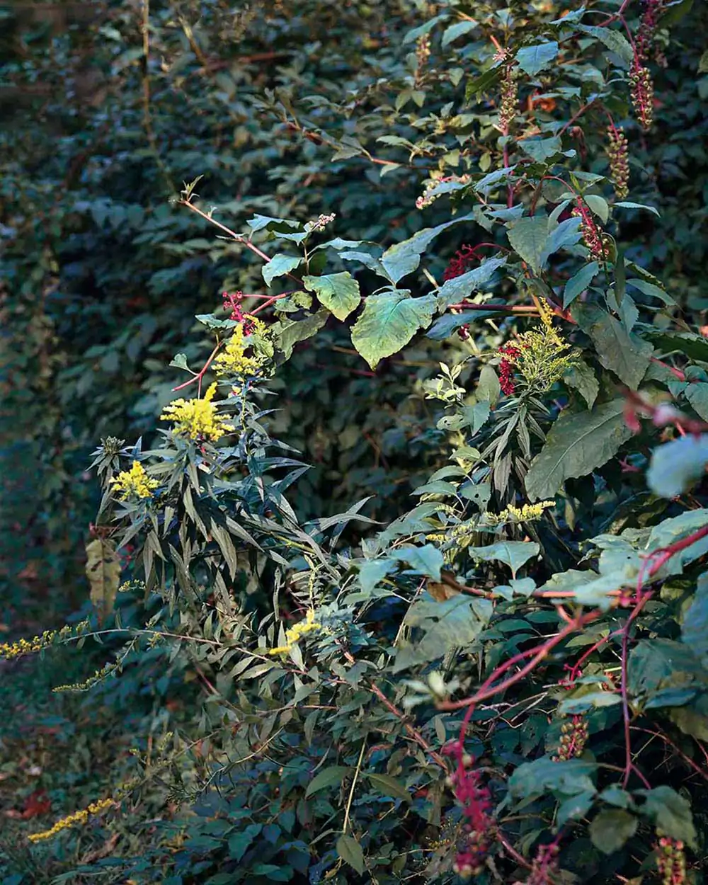 Another Way of Looking at Love  by Janelle Lynch