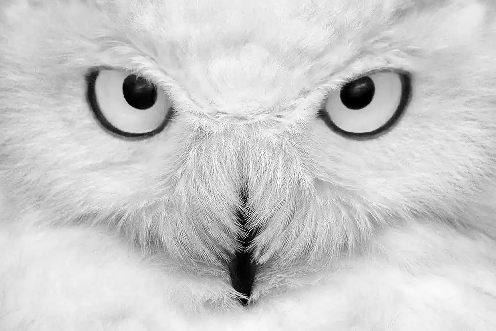 North and Light by Grégory Pol