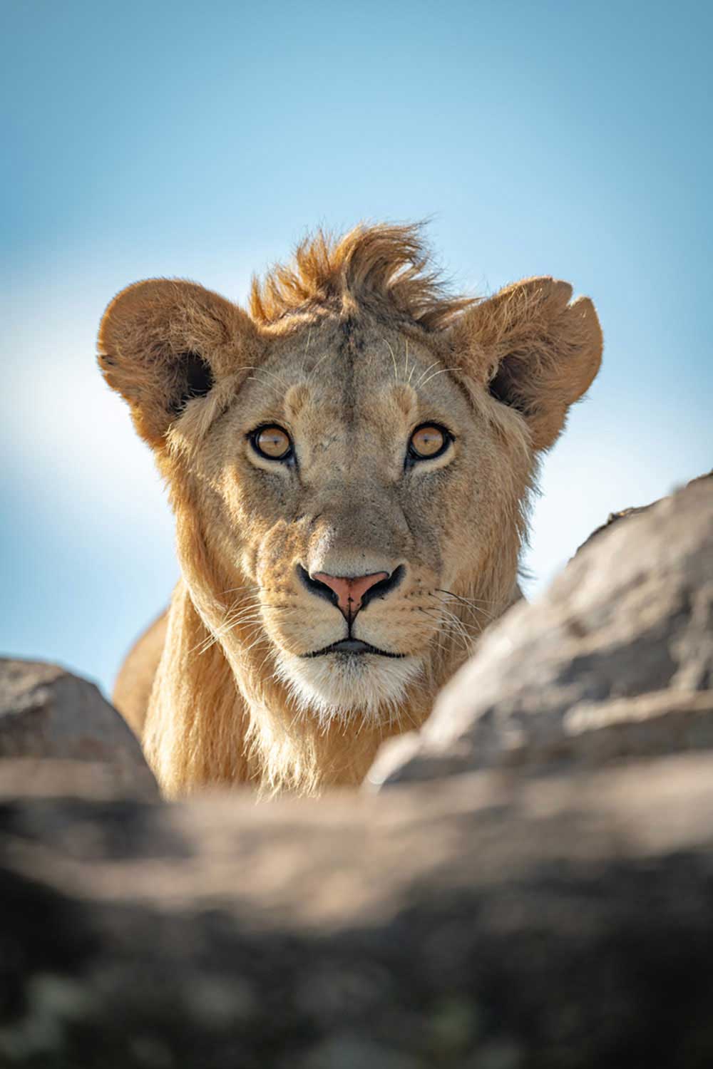 Backstage with the stunning lioness.