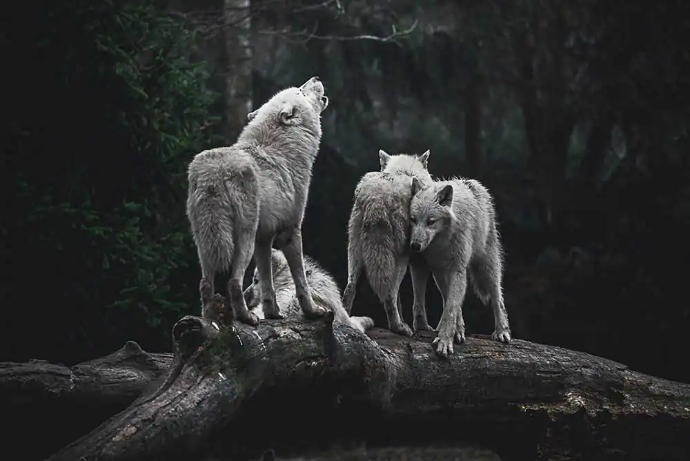 Spirit of the north by Alexandre De Melas