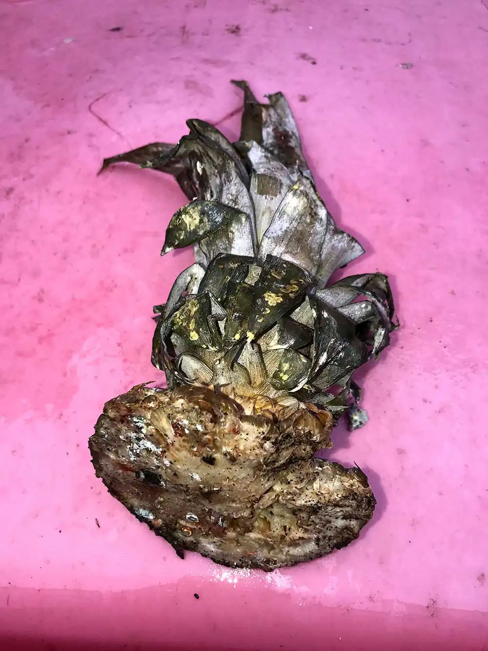 Someone’s Rubbish | Chloe Juno