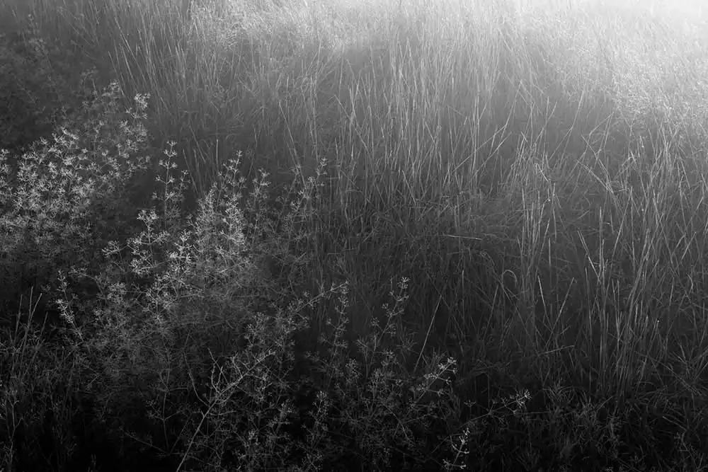 Gardens of Oblivion | Panos Charalampidis and Mary Chairetaki