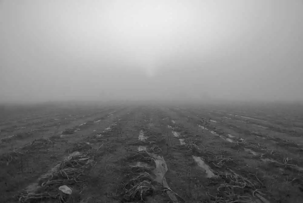 Gardens of Oblivion | Panos Charalampidis and Mary Chairetaki