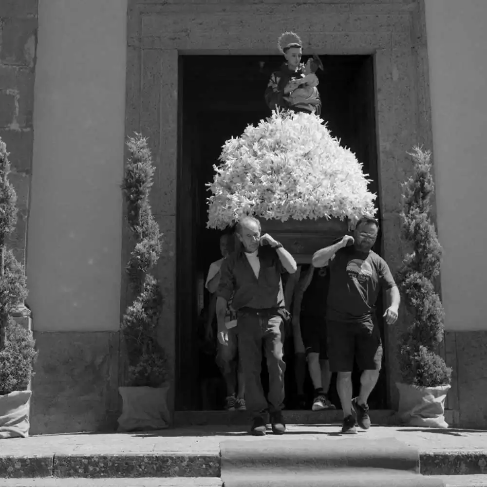 A Thousand Lilies | Margrieta Jeltema