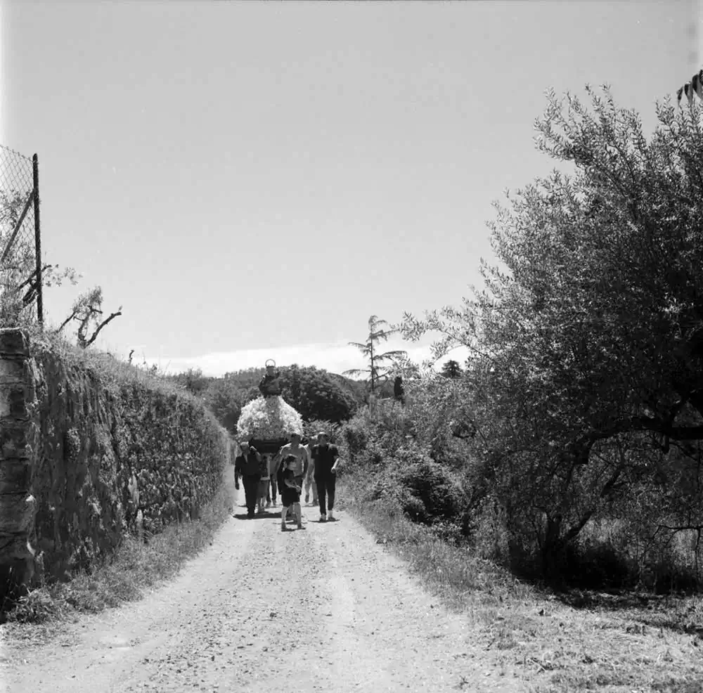 A Thousand Lilies | Margrieta Jeltema