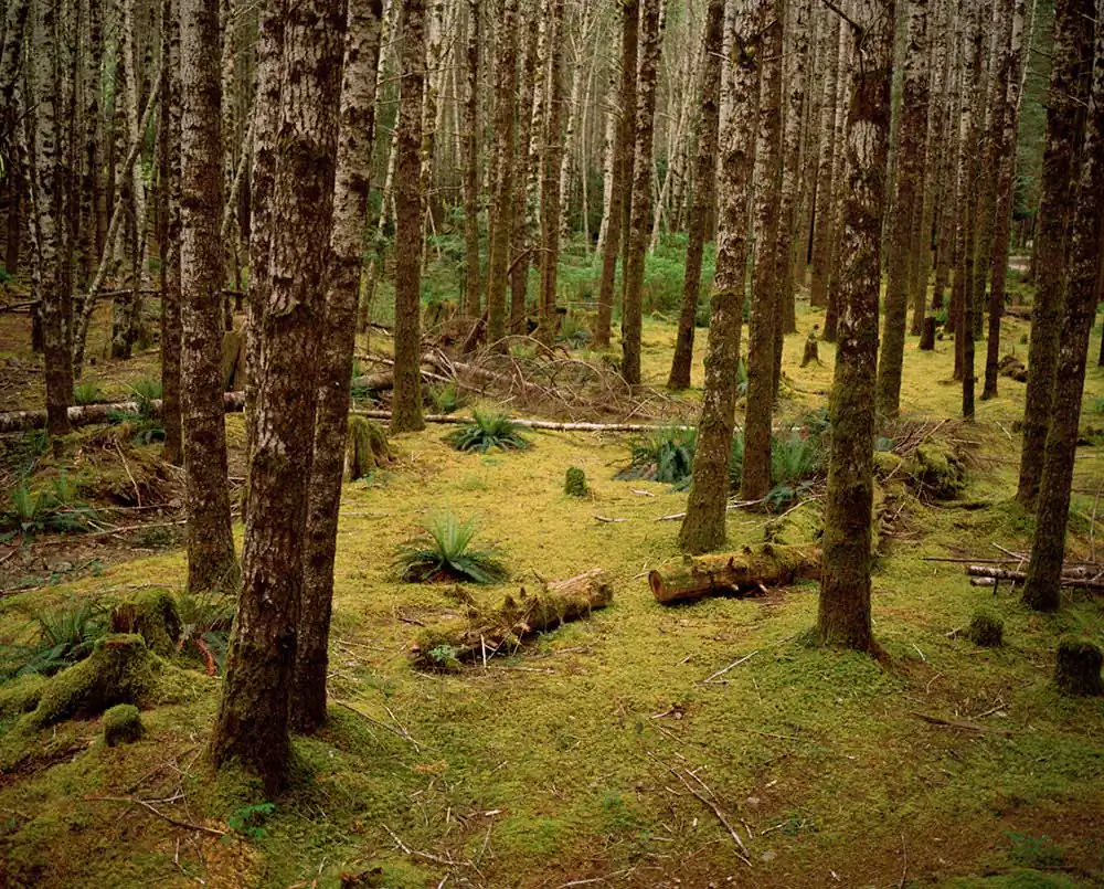 Dougs Cabin by Karianne Bueno