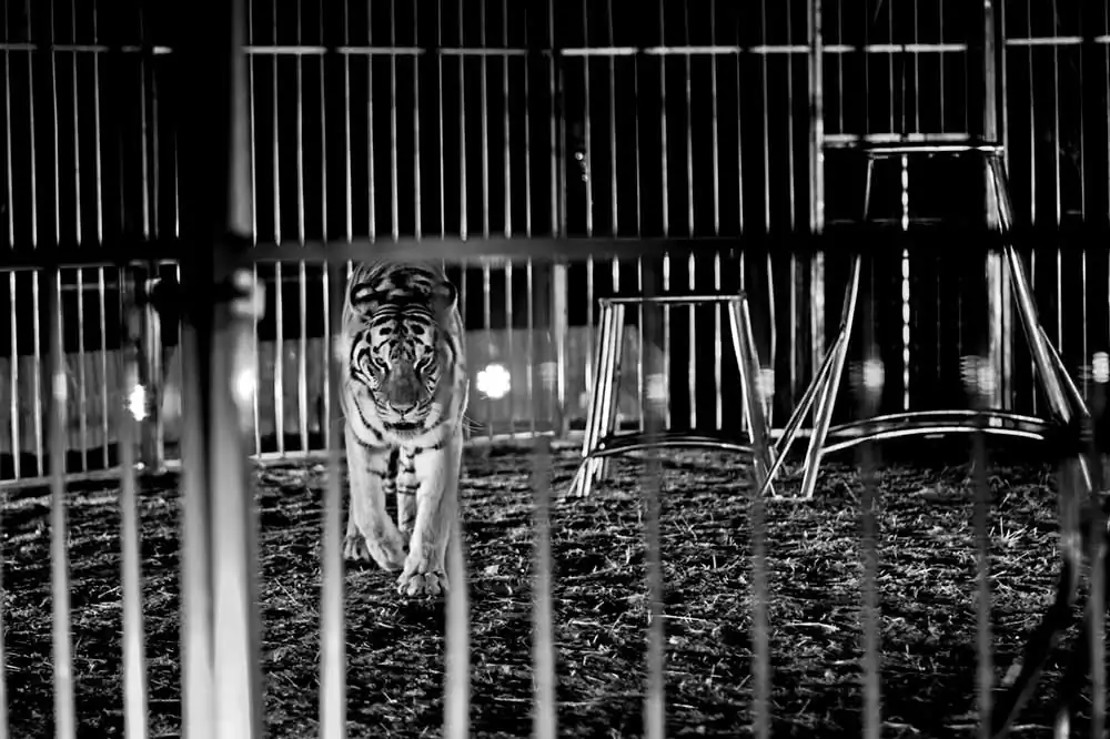 Circuses | Nicola Smaldore