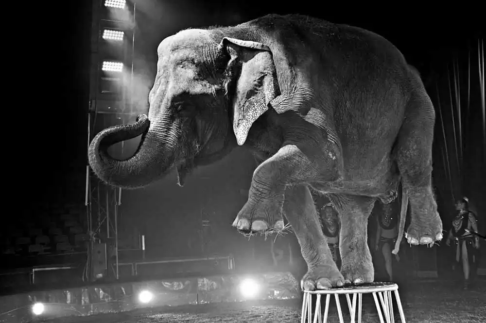 Circuses | Nicola Smaldore