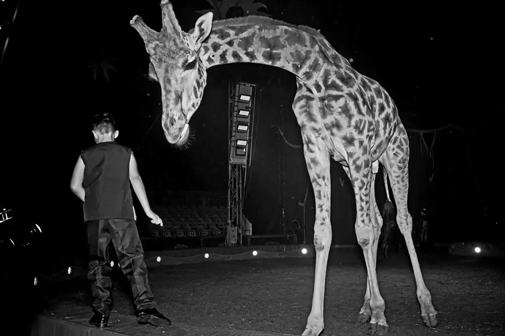 Circuses | Nicola Smaldore