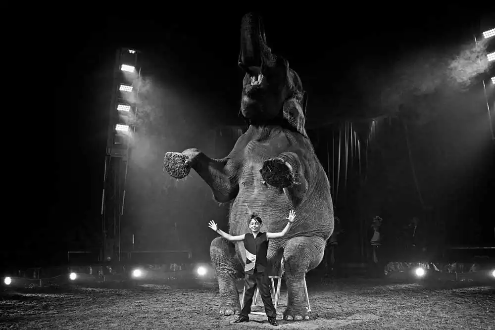 Circuses by Nicola Smaldore