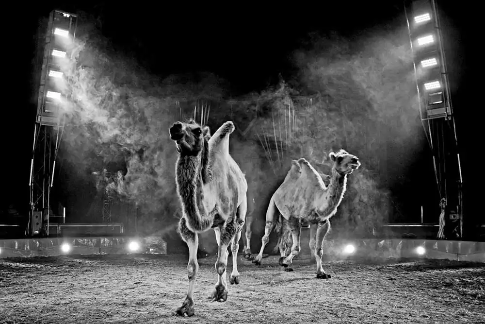 Circuses | Nicola Smaldore