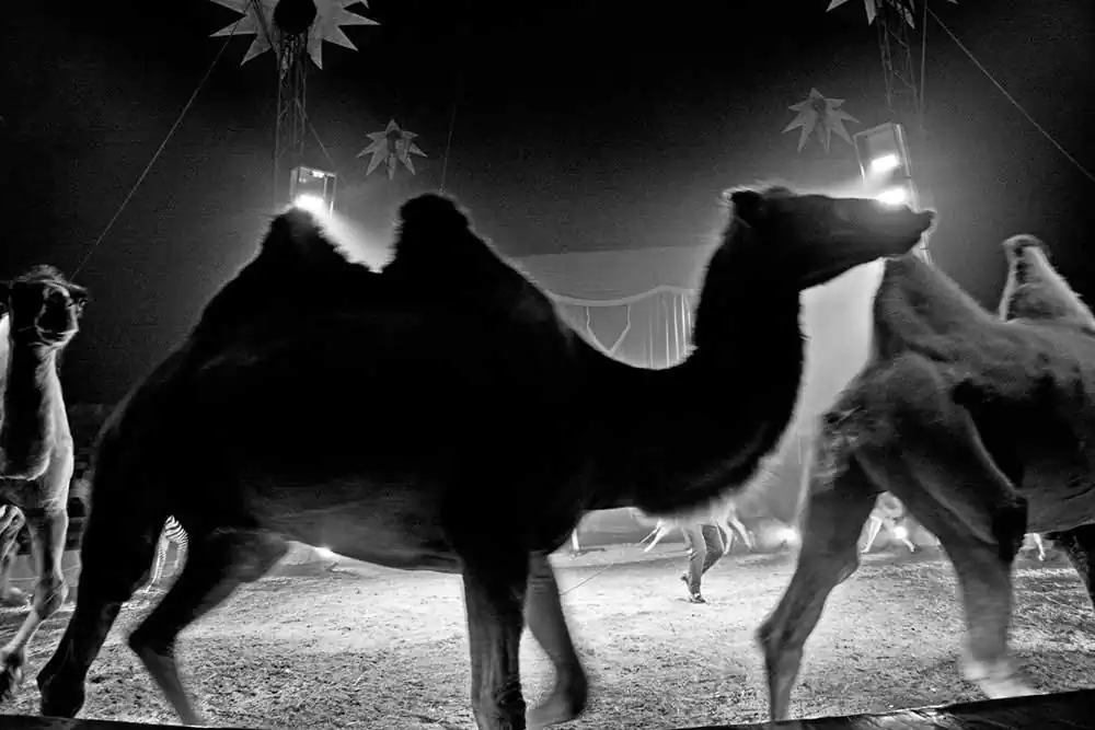 Circuses | Nicola Smaldore