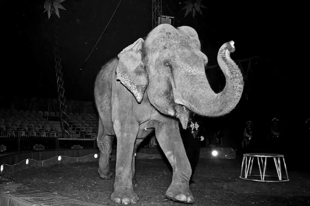 Circuses | Nicola Smaldore