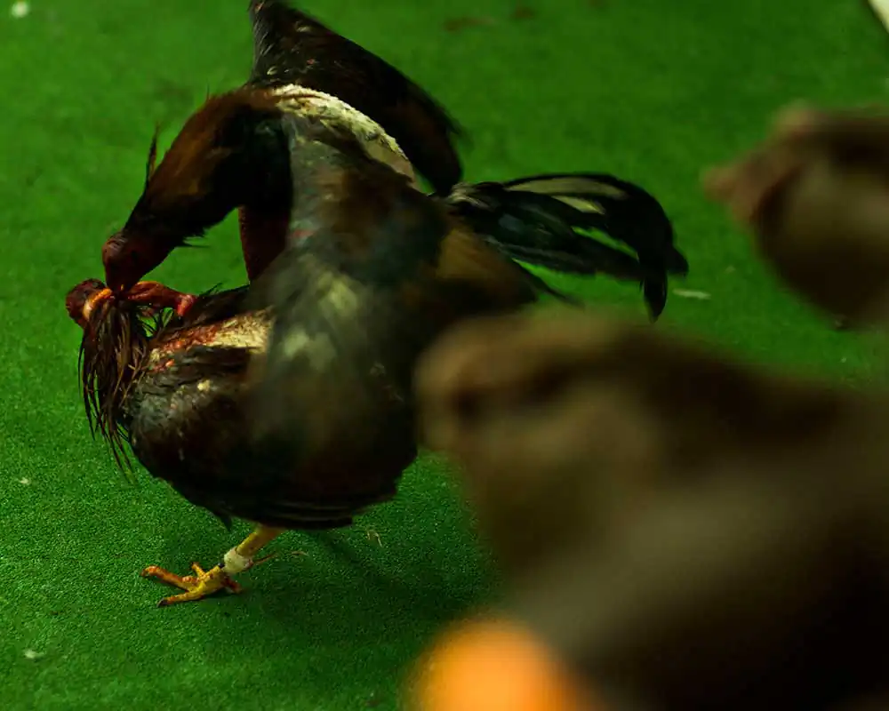 Ladja | Edu Monteiro