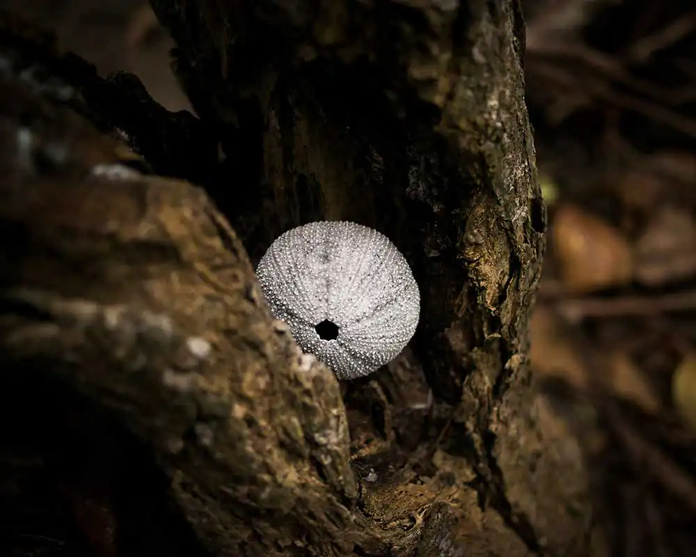 Ladja | Edu Monteiro