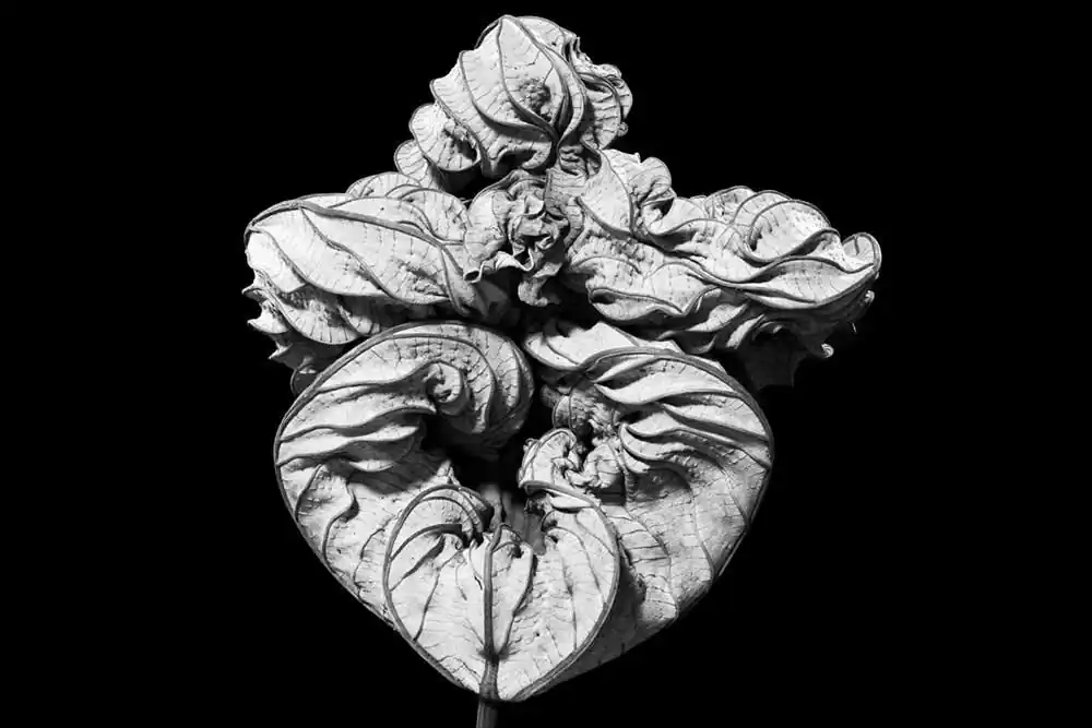 Art Photography ; Baroque nature by Ulla von Czékus