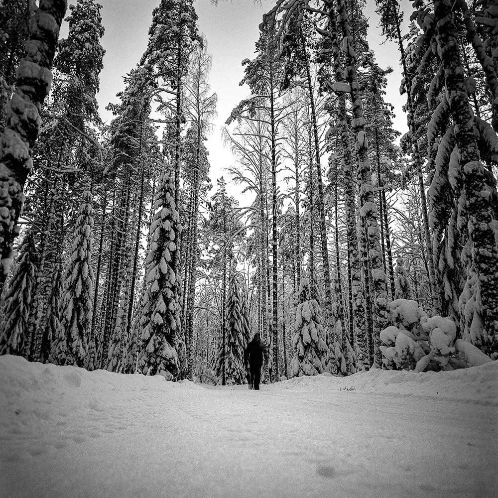 Winter forest | Ari Jaaksi