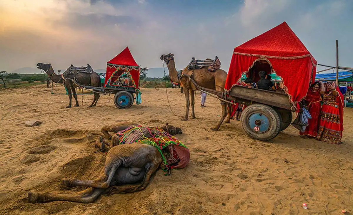 Pushkar Fair- A Colourful Journey by Pritam Dutta