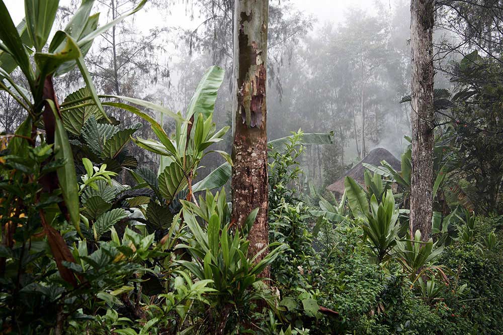 Papua New Guinea : Sanguma by Kristina Steiner – Dodho