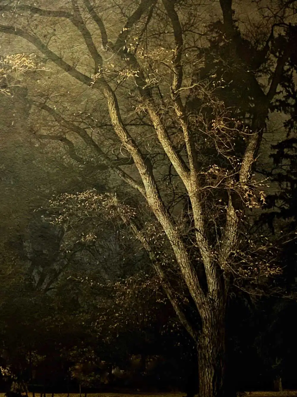 Stillness : Trees by Wendi Schneider