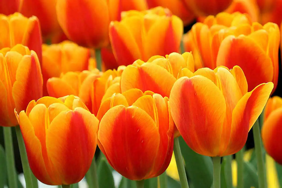 GuruShots Photo Challenge : Beautiful Flowers