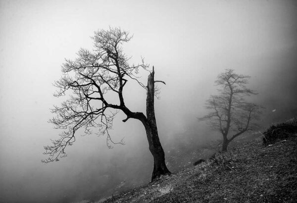 The passion of trees by Ali Shokri – Dodho
