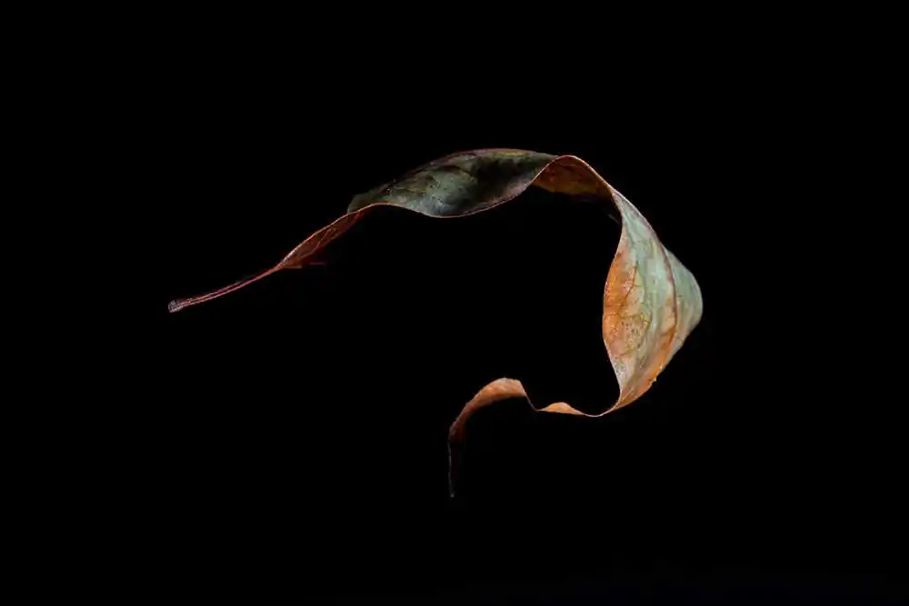 Ballerinas by Ulla von Czékus