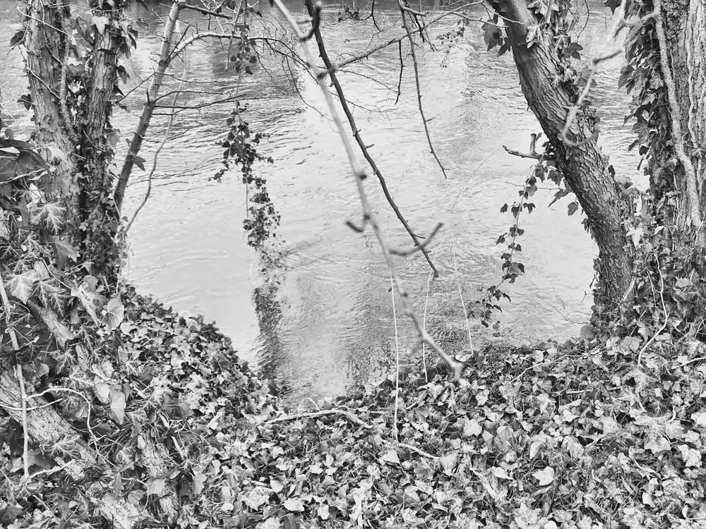 Book: Shifting Roots by Regina Anzenberger