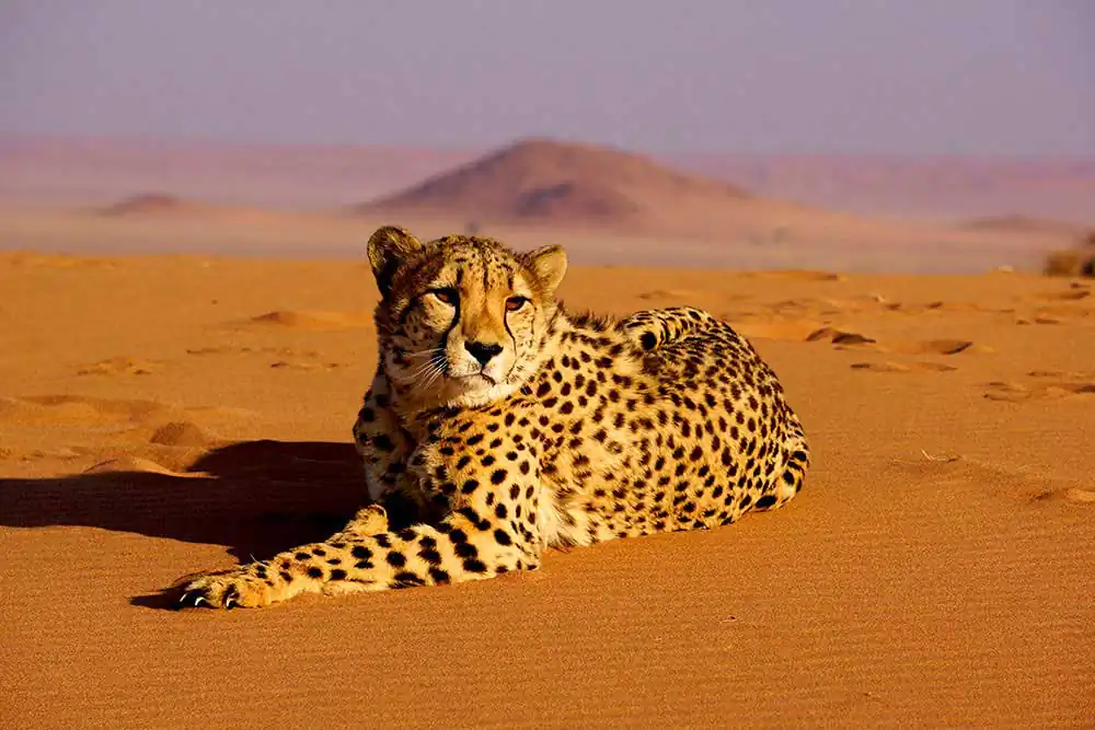 Horizon in Color by Anna Pietroboni