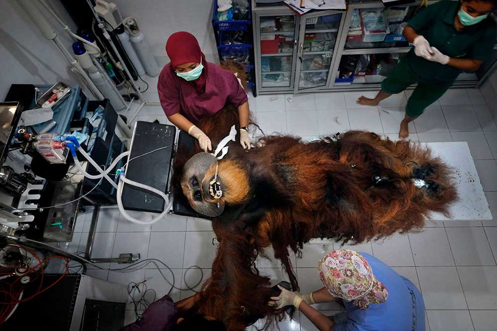 Saving Orangutans by Alain Schroeder