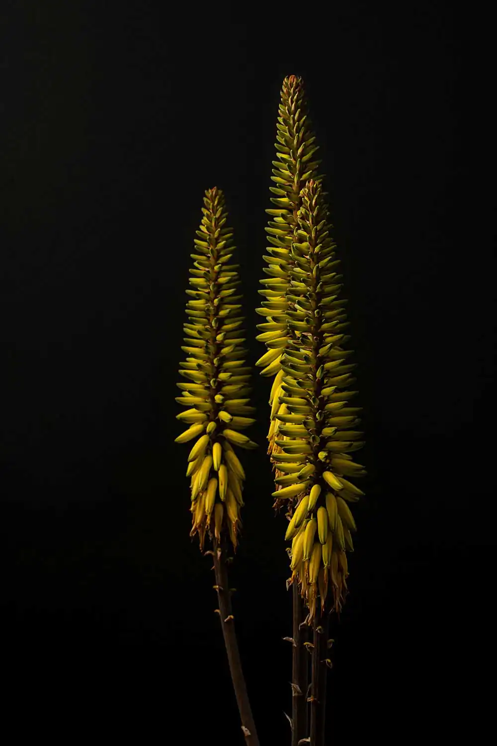 Flowers Photography; Scent by Isaac Alvarez