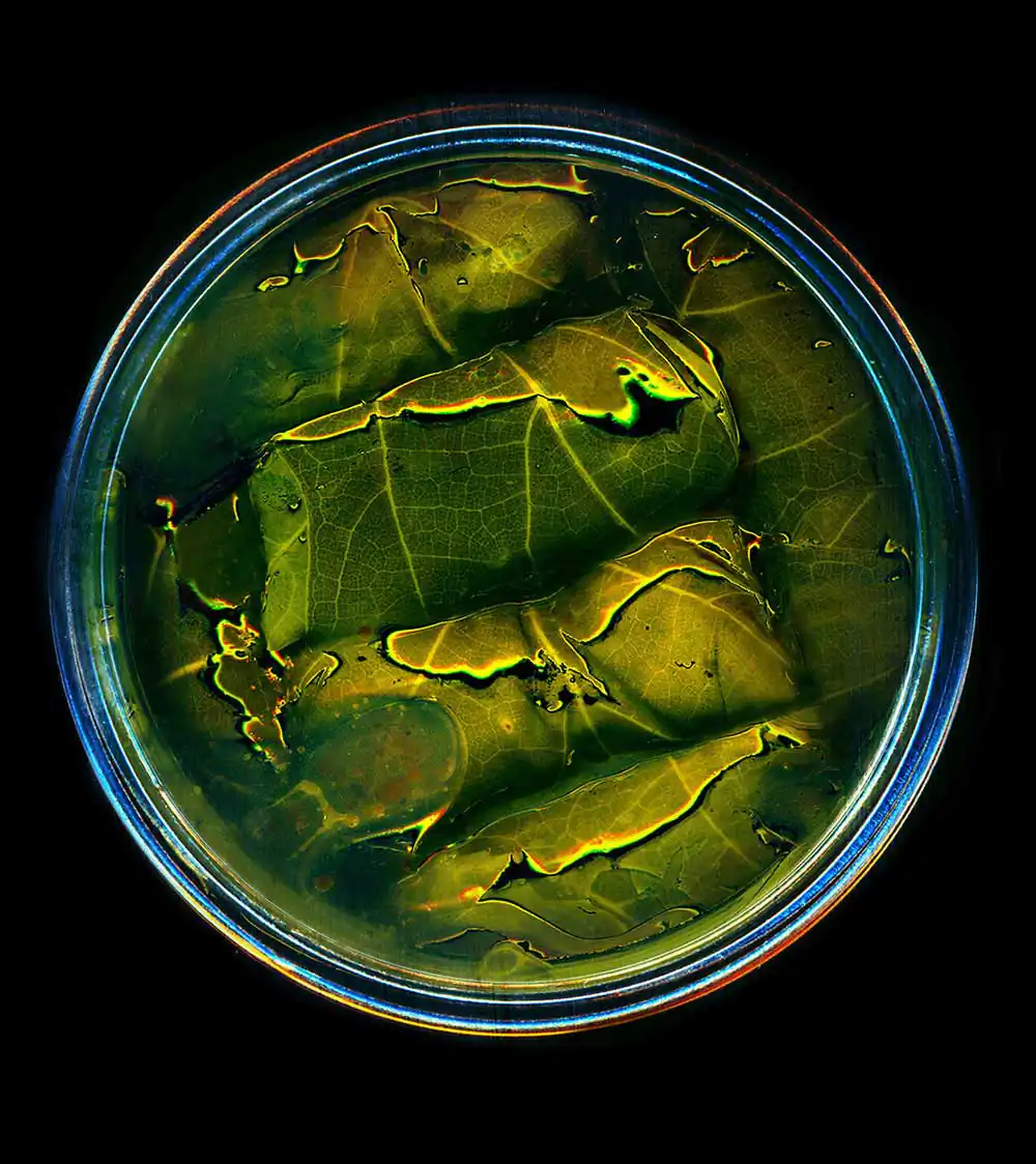 Canned food by Anne Mason-Hoerter