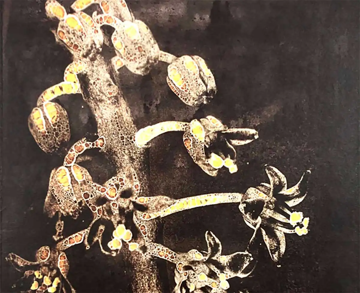 BotaniKa: Climatic change by Gerardo Stübing