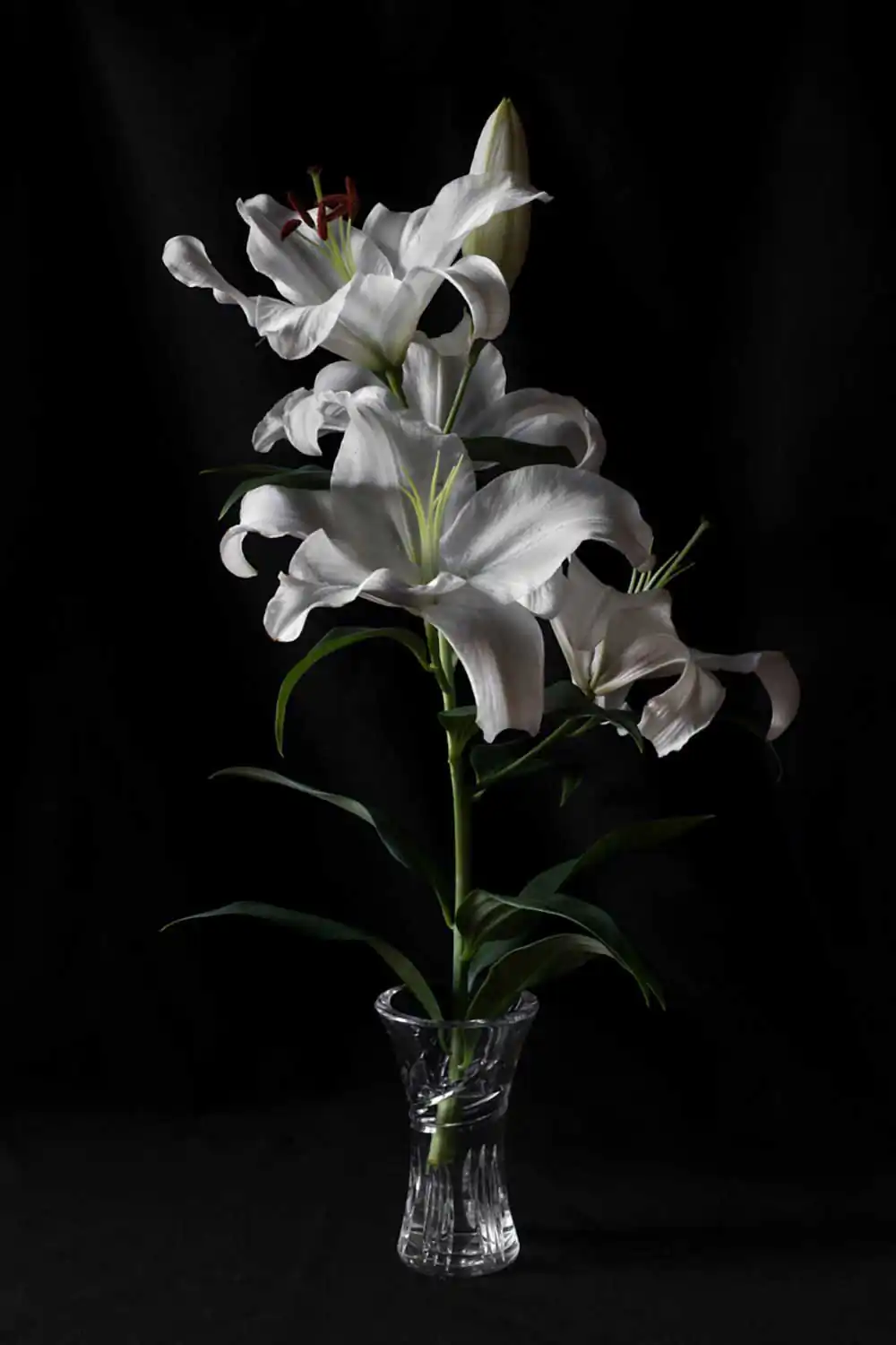 Flowers photography; Growth by Alicia Lehmann