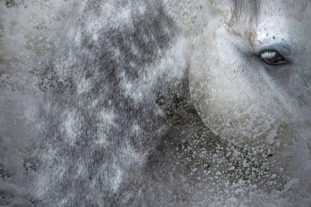 White horses: Covid dreams and the rhythm of lockdown by Mieke Douglas