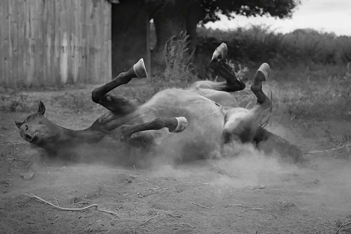 Marta Pareja; Le musée vivant