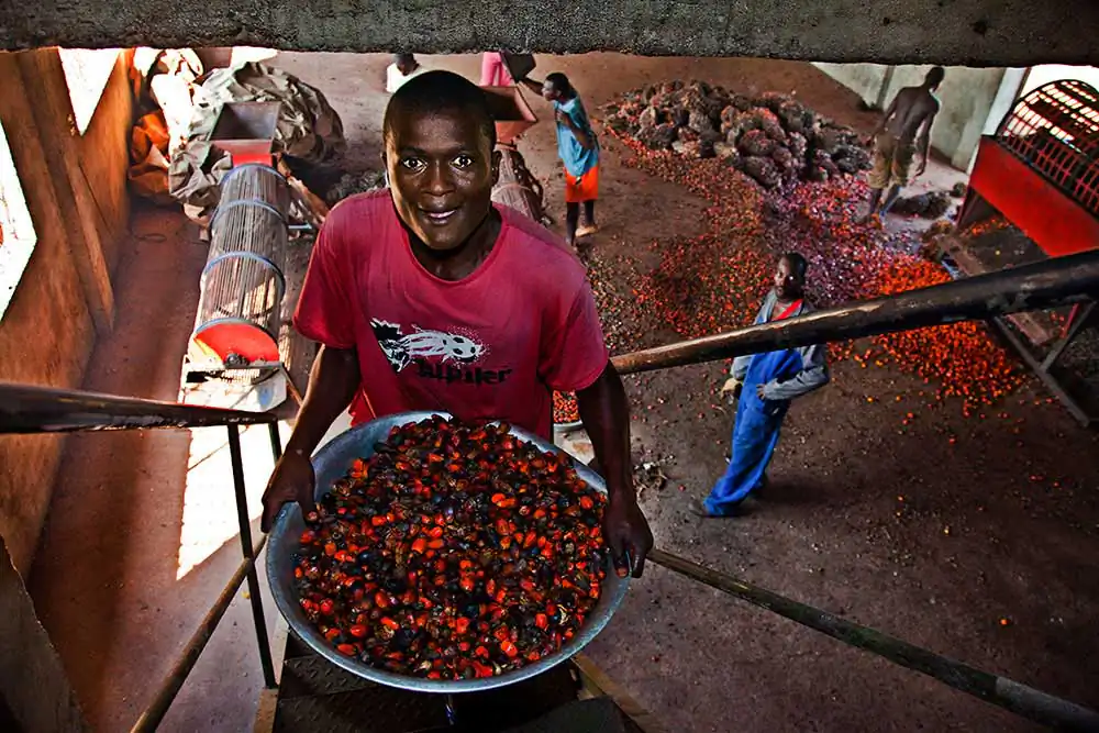 Palm oil production in the Central African Republic Gibi Peluffo