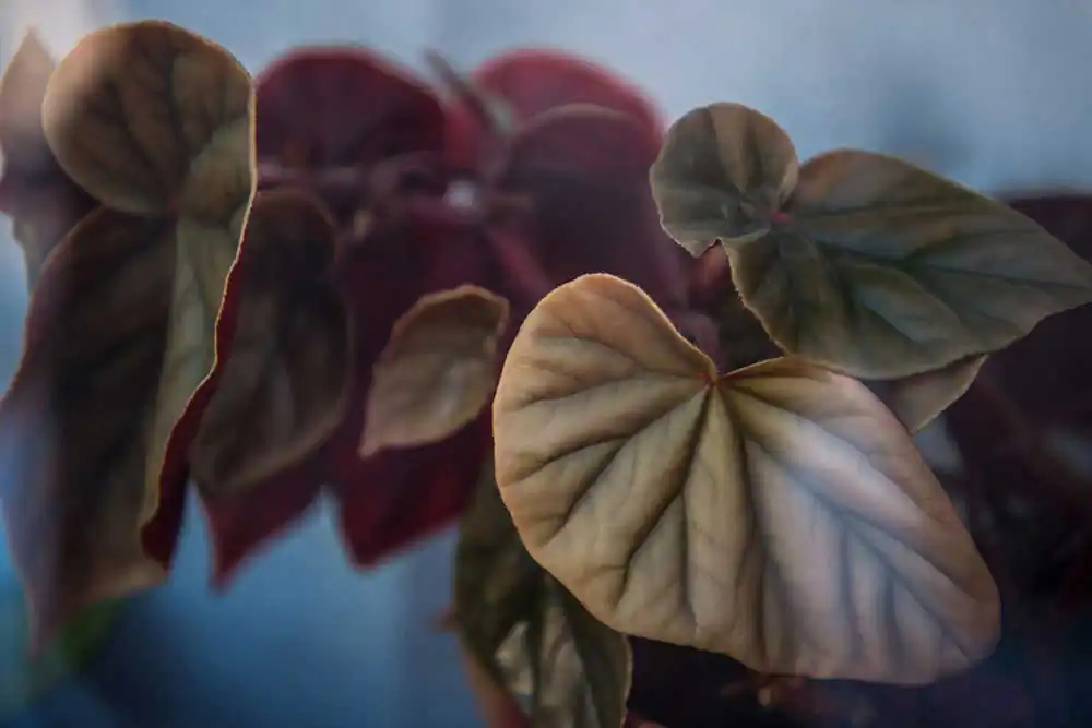 Urban vegetation by Anne-Claire Vimal du Monteil