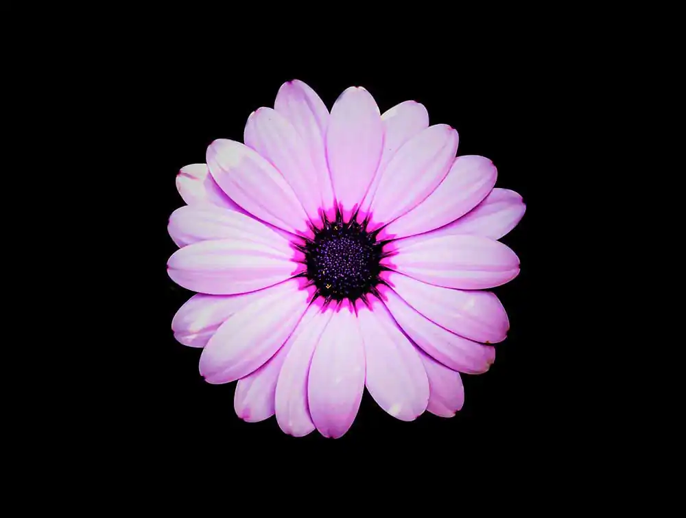 GuruShots: Stunning Flowers