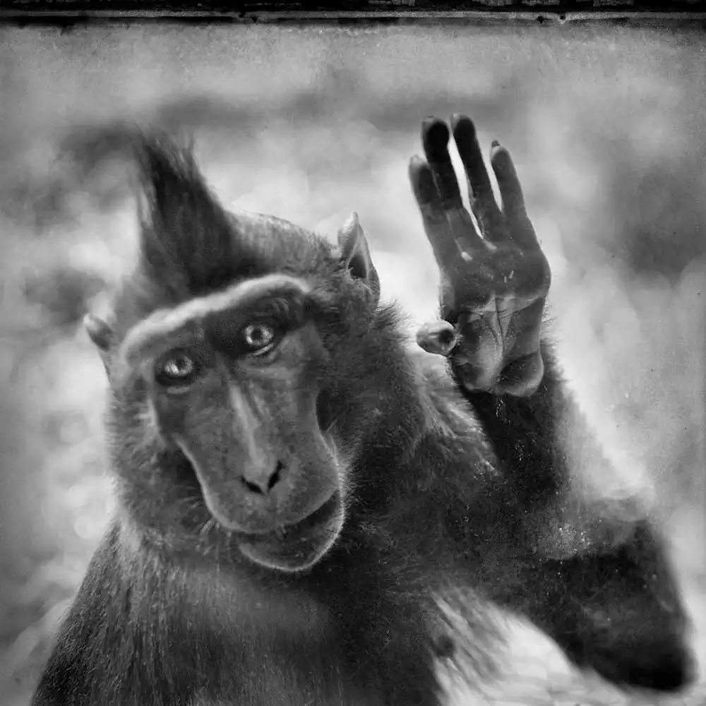 Intimate portraits of animals; Behind Glass by Anne Berry