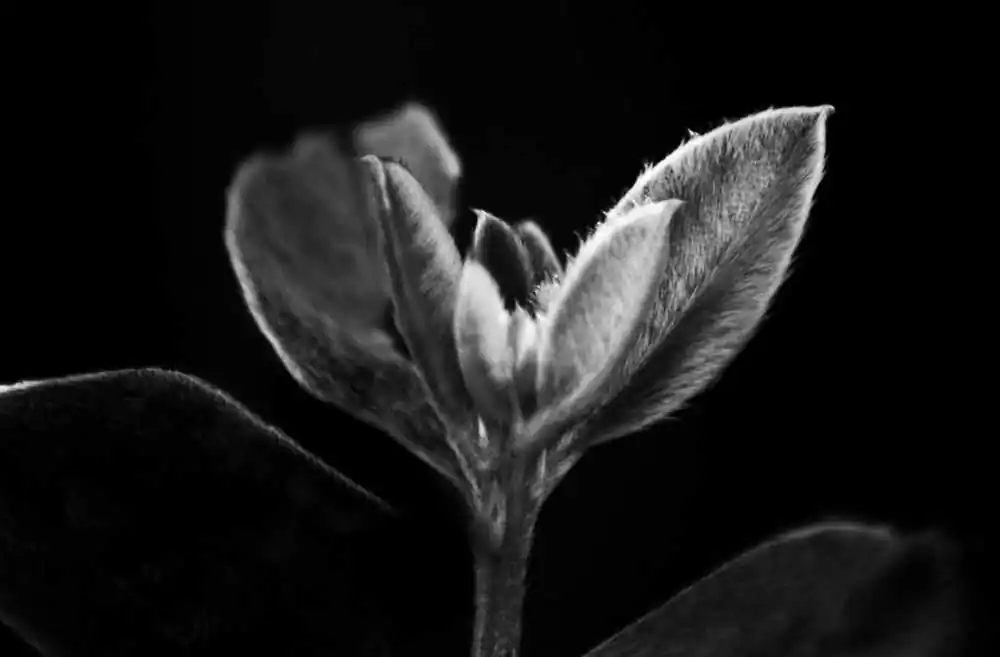 Beauty in photography