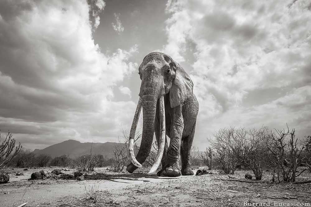 Wildlife photography; Land of Giants by Will Burrard-Lucas