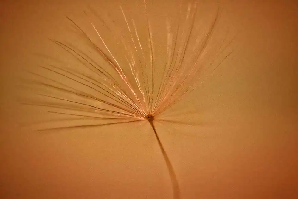 GuruShots: Power of Minimalism