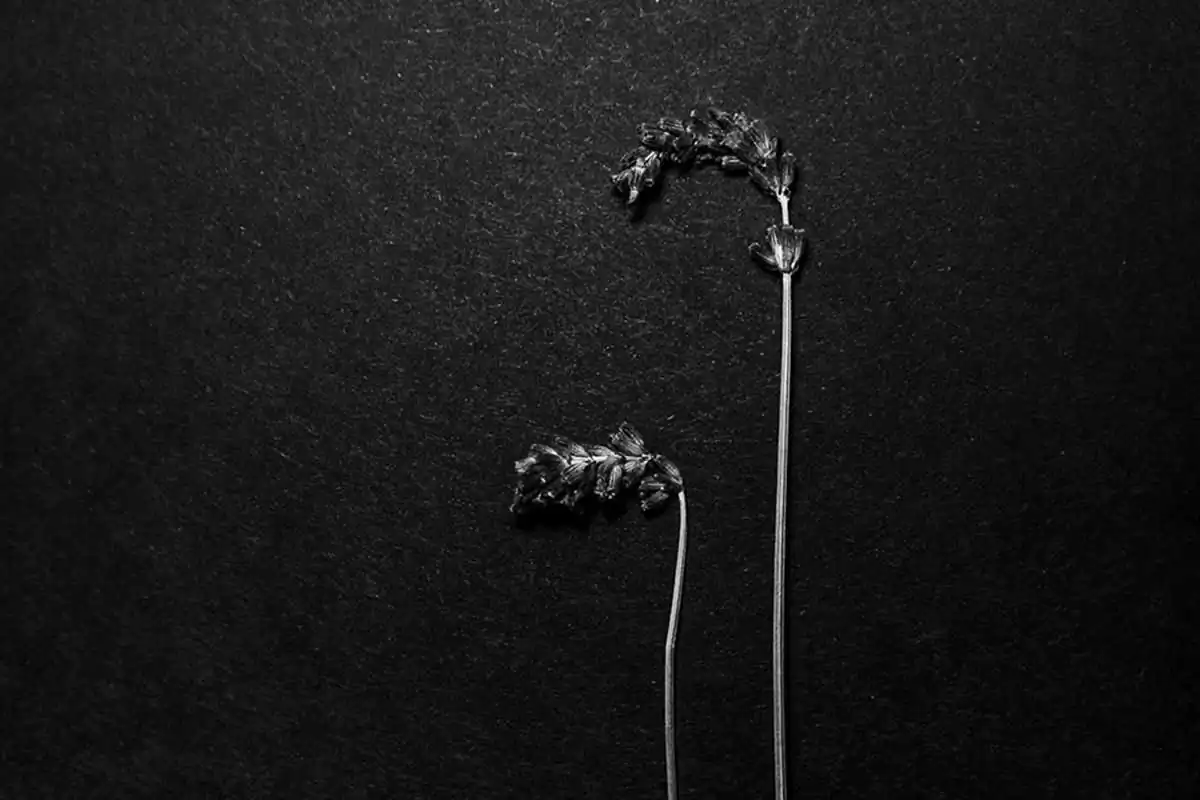 Universe of emotions; Noēsis by Jiabao Sun