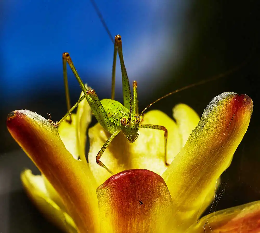Macro photography; The little world in my garden